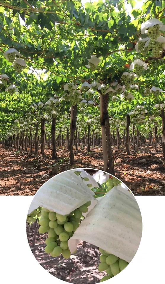 Gorro Chino para Protección de Uvas